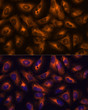 Immunofluorescence analysis of U-2 OS cells using GRID2 Rabbit polyclonal antibody (STJ11103921) at dilution of 1:100. Secondary antibody: Cy3 Goat Anti-Rabbit IgG (H+L) at 1:500 dilution. Blue: DAPI for nuclear staining.