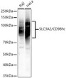 Western blot analysis of various lysates, using SLC3A2/CD98hc Rabbit polyclonal antibody (STJ11103936) at 1:1000 dilution. Secondary antibody: HRP Goat Anti-Rabbit IgG (H+L) (STJS000856) at 1:10000 dilution. Lysates/proteins: 25 Mu g per lane. Blocking buffer: 3% nonfat dry milk in TBST. Detection: ECL Basic Kit. Exposure time: 3s.