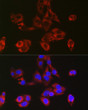 Immunofluorescence analysis of HepG2 cells using RPL39 Rabbit polyclonal antibody (STJ11104005) at dilution of 1:50 (40x lens). Blue: DAPI for nuclear staining.