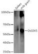Western blot analysis of extracts of various tissues from the japonica rice (Oryza sativa L. ) variety Zhonghua 11, using OsGSK5 Rabbit polyclonal antibody (STJ11104046) at 1:1000 dilution. Secondary antibody: HRP Goat Anti-Rabbit IgG (H+L) (STJS000856) at 1:10000 dilution. Lysates/proteins: 25 Mu g per lane. Blocking buffer: 3% nonfat dry milk in TBST. Detection: ECL Enhanced Kit. Exposure time: 30s. Western blot analysis of extracts of various tissues from the japonica rice (Oryza sativa L. ) variety Zhonghua 11, using OsGSK5 Rabbit polyclonal antibody (STJ11104046) at 1:1000 dilution. Secondary antibody: HRP Goat Anti-Rabbit IgG (H+L) (STJS000856) at 1:10000 dilution. Lysates/proteins: 25 Mu g per lane. Blocking buffer: 3% nonfat dry milk in TBST. Detection: ECL Enhanced Kit. Exposure time: 30s.