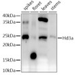 Western blot analysis of extracts of various tissues from the japonica rice (Oryza sativa L. ) variety Zhonghua 11, using Hd3a Rabbit polyclonal antibody (STJ11104052) at 1:1000 dilution. Secondary antibody: HRP Goat Anti-Rabbit IgG (H+L) (STJS000856) at 1:10000 dilution. Lysates/proteins: 25 Mu g per lane. Blocking buffer: 3% nonfat dry milk in TBST. Detection: ECL Enhanced Kit. Exposure time: 30s.