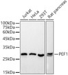 Western blot analysis of extracts of various cell lines, using PEF1 antibody (STJ11104110) at 1:500 dilution. Secondary antibody: HRP Goat Anti-Rabbit IgG (H+L) (STJS000856) at 1:10000 dilution. Lysates/proteins: 25 Mu g per lane. Blocking buffer: 3% nonfat dry milk in TBST. Detection: ECL Basic Kit. Exposure time: 1s.