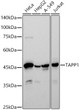 Western blot analysis of various lysates, using TAPP1 antibody (STJ11104125) at 1:500 dilution. Secondary antibody: HRP Goat Anti-Rabbit IgG (H+L) (STJS000856) at 1:10000 dilution. Lysates/proteins: 25ug per lane. Blocking buffer: 3% nonfat dry milk in TBST. Detection: ECL Basic Kit. Exposure time: 90s.