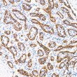 Immunohistochemistry analysis of eNOS in paraffin-embedded human spleen tissue using eNOS Rabbit monoclonal antibody (STJ11104147) at a dilution of 1:200 (40x lens). High pressure antigen retrieval was performed with 0. 01 M citrate buffer (pH 6. 0) prior to immunohistochemistry staining.