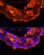 Immunofluorescence analysis of mouse skin using LORICRIN Rabbit polyclonal antibody (STJ11104151) at dilution of 1:200 (40x lens). Blue: DAPI for nuclear staining.