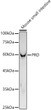 Western blot analysis of lysates from Mouse small intestine, using PRD Rabbit monoclonal antibody (STJ11104188) at1:1000 dilution. Secondary antibody: HRP Goat Anti-Rabbit IgG (H+L) (STJS000856) at 1:10000 dilution. Lysates/proteins: 25 Mu g per lane. Blocking buffer: 3% nonfat dry milk in TBST. Detection: ECL Basic Kit. Exposure time: 180s.