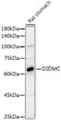 Western blot analysis of lysates from Rat stomach, using GSDMC Rabbit monoclonal antibody (STJ11104233) at 1:10000 dilution. Secondary antibody: HRP Goat Anti-Rabbit IgG (H+L) (STJS000856) at 1:10000 dilution. Lysates/proteins: 25 Mu g per lane. Blocking buffer: 3% nonfat dry milk in TBST. Detection: ECL Basic Kit. Exposure time: 30s.
