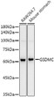 Western blot analysis of various lysates using GSDMC Rabbit monoclonal antibody (STJ11104233) at 1:10000 dilution. Secondary antibody: HRP Goat Anti-Rabbit IgG (H+L) (STJS000856) at 1:10000 dilution. Lysates/proteins: 25 Mu g per lane. Blocking buffer: 3% nonfat dry milk in TBST. Detection: ECL Basic Kit. Exposure time: 10s.
