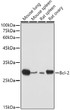 Western blot analysis of various lysates using [KO Validated] Bcl-2 Rabbit polyclonal antibody (STJ11104432) at 1:500 dilution. Secondary antibody: HRP Goat Anti-Rabbit IgG (H+L) (STJS000856) at 1:10000 dilution. Lysates/proteins: 25 Mu g per lane. Blocking buffer: 3% nonfat dry milk in TBST. Detection: ECL Basic Kit. Exposure time: 30s.