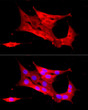Immunofluorescence analysis of NIH/3T3 cells using Peroxiredoxin 2 (PRDX2) Rabbit polyclonal antibody (STJ11104563) at dilution of 1:200 (40x lens). Secondary antibody: Cy3 Goat Anti-Rabbit IgG (H+L) at 1:500 dilution. Blue: DAPI for nuclear staining.