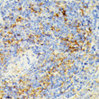 Immunohistochemistry analysis of ECE1 in paraffin-embedded rat spleen using ECE1 Rabbit polyclonal antibody (STJ11104569) at dilution of 1:100 (40x lens). Perform microwave antigen retrieval with 10 mM PBS buffer pH 7. 2 before commencing with immunohistochemistry staining protocol.