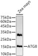 Western blot analysis of lysates from Zea mays, using ATG8 Rabbit polyclonal antibody (STJ11104795) at 1:1000 dilution. Secondary antibody: HRP Goat Anti-Rabbit IgG (H+L) (STJS000856) at 1:10000 dilution. Lysates/proteins: 25 Mu g per lane. Blocking buffer: 3% nonfat dry milk in TBST. Detection: ECL Basic Kit. Exposure time: 90s.