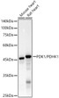 Western blot analysis of various lysates, using PDK1/PDHK1 antibody (STJ11104825) at 1:20000 dilution. Secondary antibody: HRP Goat Anti-Rabbit IgG (H+L) (STJS000856) at 1:10000 dilution. Lysates/proteins: 25 Mu g per lane. Blocking buffer: 3% nonfat dry milk in TBST. Detection: ECL Basic Kit. Exposure time: 10s.