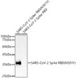 Western blot analysis of extracts of various cell lines, using SARS-CoV-2 Spike RBD (N501Y) antibody (STJ11104827) at1:2000 dilution. Secondary antibody: HRP Goat Anti-Rabbit IgG (H+L) (STJS000856) at 1:10000 dilution. Lysates/proteins: 25 Mu g per lane. Blocking buffer: 3% nonfat dry milk in TBST. Detection: ECL Basic Kit. Exposure time: 3s.
