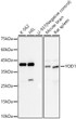 Western blot analysis of various lysates, using YOD1 antibody (STJ11105008) at 1:2000 dilution. Secondary antibody: HRP Goat Anti-Rabbit IgG (H+L) (STJS000856) at 1:10000 dilution. Lysates/proteins: 25 Mu g per lane. Blocking buffer: 3% nonfat dry milk in TBST. Detection: ECL Basic Kit. Exposure time: 30s.