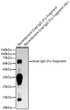 Western blot analysis of recombinant Goat IgG (Fc) fragment and Goat IgG (Fab) fragment (Negative control) , using Goat IgG (Fc) fragment Rabbit monoclonal antibody (STJ11105009) at 1:5000 dilution. Secondary antibody: HRP Goat Anti-Rabbit IgG (H+L) (STJS000856) at 1:10000 dilution. Lysates/proteins: 10ng per lane. Blocking buffer: 3% nonfat dry milk in TBST. Detection: ECL Basic Kit. Exposure time: 180s.