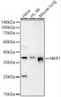 Anti-MKP1 antibody (1-172 aa) (STJ11105073)
