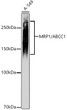 Western blot analysis of lysates from A-549 cells, using MRP1/ABCC1 Rabbit monoclonal antibody (STJ11105121) at 1:1000 dilution. Secondary antibody: HRP Goat Anti-Rabbit IgG (H+L) (STJS000856) at 1:10000 dilution. Lysates/proteins: 25 Mu g per lane. Blocking buffer: 3% nonfat dry milk in TBST. Detection: ECL Basic Kit. Exposure time: 90s.