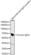 Western blot analysis of recombinant IgG3 protein using Human IgG3 Rabbit polyclonal antibody (STJ11105165) at 1:500 dilution. Secondary antibody: HRP Goat Anti-Rabbit IgG (H+L) (STJS000856) at 1:10000 dilution. Lysates/proteins: 10ng per lane. Blocking buffer: 3% nonfat dry milk in TBST. Detection: ECL Basic Kit. Exposure time: 60s.