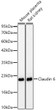 Western blot analysis of various lysates, using Claudin 6 Rabbit monoclonal antibody (STJ11105280) at 1:3000 dilution. Secondary antibody: HRP Goat Anti-Rabbit IgG (H+L) (STJS000856) at 1:10000 dilution. Lysates/proteins: 25ug per lane. Blocking buffer: 3% nonfat dry milk in TBST. Detection: ECL Basic Kit. Exposure time: 45s.