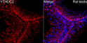 Immunofluorescence analysis of paraffin-embedded Rat testis using [KD Validated] YTHDC2 Rabbit polyclonal antibody (STJ11105298) at a dilution of 1:150 (40x lens). Secondary antibody:Cy3 Goat Anti-Rabbit IgG (H+L) at 1:500 dilution. Blue: DAPI for nuclear staining.