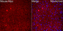 Immunofluorescence analysis of paraffin-embedded Mouse liver using Mouse Mpo Rabbit polyclonal antibody (STJ11105398) at a dilution of 1:100 (40x lens). Secondary antibody:Cy3 Goat Anti-Rabbit IgG (H+L) at 1:500 dilution. Blue: DAPI for nuclear staining. Perform high pressure antigen retrieval with 0. 01 M citrate buffer (pH 6. 0) prior to IF staining.