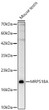 Western blot analysis of lysates from Mouse testis using MRPS18A Rabbit polyclonal antibody (STJ11105458) at 1:1000 dilution. Secondary antibody: HRP Goat Anti-Rabbit IgG (H+L) (STJS000856) at 1:10000 dilution. Lysates/proteins: 25  Mu g per lane. Blocking buffer: 3% nonfat dry milk in TBST. Detection: ECL Basic Kit. Exposure time: 60s.