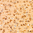 Immunohistochemistry analysis of GNA13 in paraffin-embedded mouse brain tissue using GNA13 Rabbit polyclonal antibody (STJ11105498) at a dilution of 1:50 (40x lens). High pressure antigen retrieval was performed with 0. 01 M citrate buffer (pH 6. 0) prior to immunohistochemistry staining.