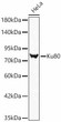 Western blot analysis of lysates from HeLa cells using Ku80 Rabbit polyclonal antibody (STJ11105509) at 1:900 dilution. Secondary antibody: HRP Goat Anti-Rabbit IgG (H+L) (STJS000856) at 1:10000 dilution. Lysates/proteins: 25  Mu g per lane. Blocking buffer: 3% nonfat dry milk in TBST. Detection: ECL Basic Kit. Exposure time: 1s.
