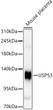Western blot analysis of lysates from Mouse placenta using USP53 Rabbit polyclonal antibody (STJ11105514) at 1:1000 dilution. Secondary antibody:HRP Goat Anti-Rabbit IgG (H+L) (STJS000856) at 1:10000 dilution. Lysates/proteins: 25  Mu g per lane. Blocking buffer: 3% nonfat dry milk in TBST. Detection:ECL Basic Kit. Exposuretime:10s.