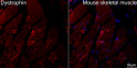 Confocal imaging of paraffin-embedded Mouse skeletal muscle tissue using Dystrophin Rabbit monoclonal antibody (STJ11105697, dilution 1:100) followed by a further incubation with Cy3 Goat Anti-Rabbit IgG (H+L) (dilution 1:500) (Red). DAPI was used for nuclear staining (Blue). High pressure antigen retrieval performed with 0. 01M Citrate Buffer (pH 6. 0) prior to IF staining. Objective: 40x.
