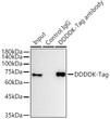 Immunoprecipitation analysis of 600ug extract cell lysate from 293T transfected with SERPINB1 expression vector containing a N-terminal DDDDK-Tag (1x) with 30ul Magnetic Beads-conjugated Mouse anti DDDDK-Tag antibody (STJ11105767). Magnetic Beads-conjugated mouse IgG isotype control pAb (AC044N) was used as a negative control. Western blot was performed from the immunoprecipitate using Rabbit anti DDDDK-Tag mAb antibody (AE092) at 1:5000 dilution.