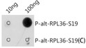 Dot-blot analysis of all sorts of peptides using Phospho-alt-RPL36-S19 antibody (STJ11105797) at 1:1000 dilution. <br/>Exposure time: 30s. Dot-blot analysis of all sorts of peptides using Phospho-alt-RPL36-S19 antibody (STJ11105797) at 1:1000 dilution. <br/>Exposure time: 30s.