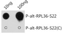 Dot-blot analysis of all sorts of peptides using Phospho-alt-RPL36-S22 antibody (STJ11105798) at 1:1000 dilution. <br/>Exposure time: 30s. Dot-blot analysis of all sorts of peptides using Phospho-alt-RPL36-S22 antibody (STJ11105798) at 1:1000 dilution. <br/>Exposure time: 30s.