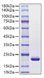 Human G-CSF/CSF3 protein (Recombinant) (C-6His) (STJP001902)