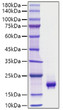 Active Mouse PDGF-BB protein (Recombinant) (C-6His) (STJP001923)