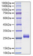 Human Interferon omega-1/IFNW1 protein (Recombinant) (C-6His) (STJP001929)