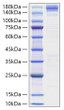 Recombinant Human ACE/CD143 Protein was determined by SDS-PAGE with Coomassie Blue, showing a band at 140-180 kDa.