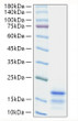 Mouse CCL21/6Ckine protein (Recombinant) (C-His) (STJP002012)