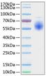 Recombinant Human IL1RL1/ST2 Protein was determined by SDS-PAGE with Coomassie Blue, showing a band at 45-50kDa.