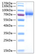 Recombinant Human IL-7RA/CD127 Protein was determined by SDS-PAGE with Coomassie Blue, showing a band at 70-90 kDa.