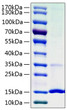 Recombinant Human Cystatin-S/CST4 Protein was determined by SDS-PAGE with Coomassie Blue, showing a band at 16 kDa.