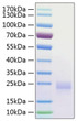 Recombinant Human CTLA-4/CD152 Protein was determined by SDS-PAGE with Coomassie Blue, showing a band at 25 kDa.