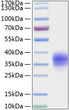 Recombinant Mouse TNFRSF1A/TNF-R1/CD120a Protein was determined by SDS-PAGE with Coomassie Blue, showing a band at 35-38 kDa. Recombinant Mouse TNFRSF1A/TNF-R1/CD120a Protein was determined by SDS-PAGE with Coomassie Blue, showing a band at 35-38 kDa.