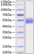 Active Recombinant Human Nectin-1/PVRL1/CD111 Protein was determined by SDS-PAGE with Coomassie Blue, showing a band at 50-55 kDa.