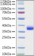 Recombinant SARS-COV-2 Spike RBD (L452R, E484Q) Protein was determined by SDS-PAGE with Coomassie Blue, showing a band at 36kDa.