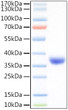 Recombinant SARS-COV-2 Spike RBD (L452R, E484Q) Protein was determined by SDS-PAGE with Coomassie Blue, showing a band at 37kDa.