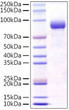 Recombinant Mouse FGFR-4/CD334 Protein was determined by SDS-PAGE with Coomassie Blue, showing a band at 80-95kDa.