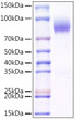 Recombinant Mouse CD200R1 Protein was determined by SDS-PAGE with Coomassie Blue, showing a band at 75-90kDa.