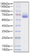 Recombinant Mouse SLAMF2/CD48 Protein was determined by SDS-PAGE with Coomassie Blue, showing a band at 66-70kDa.